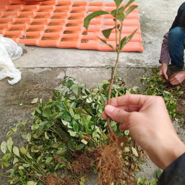 八角实生山地树苗大量现货