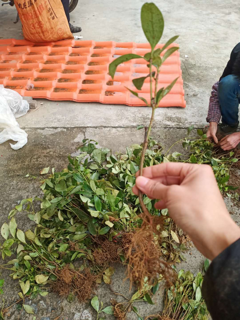 八角实生山地树苗大量现货