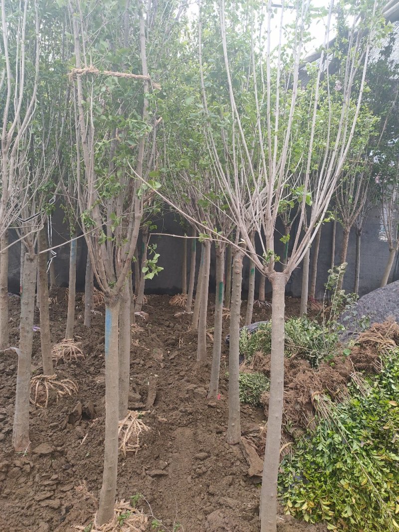 丁香独杆丁香紫丁香丁香树嫁接丁香适合南北方
