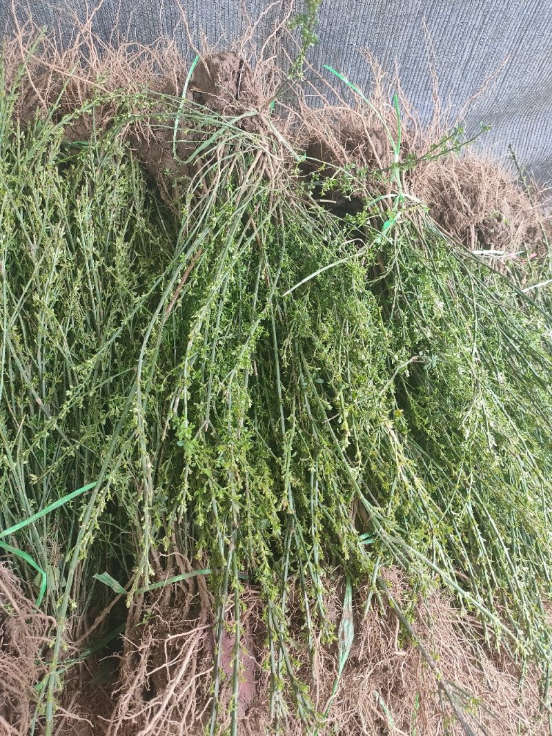 金叶女贞金叶女贞苗高40-60绿篱用