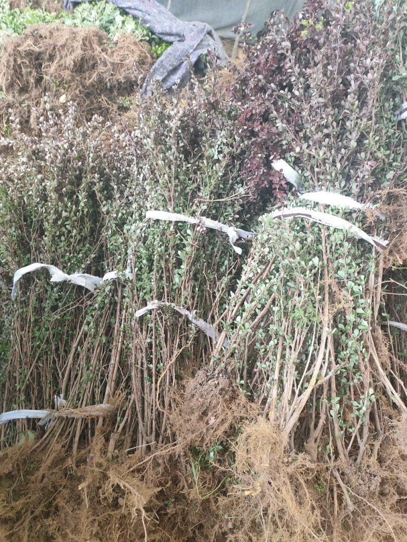 金叶女贞金叶女贞苗高40-60绿篱用