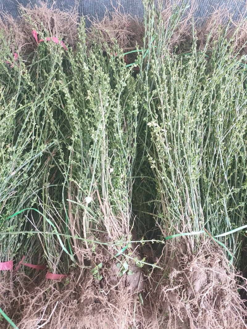 金叶女贞金叶女贞苗高40-60绿篱用