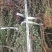 金叶女贞金叶女贞苗高40-60绿篱用