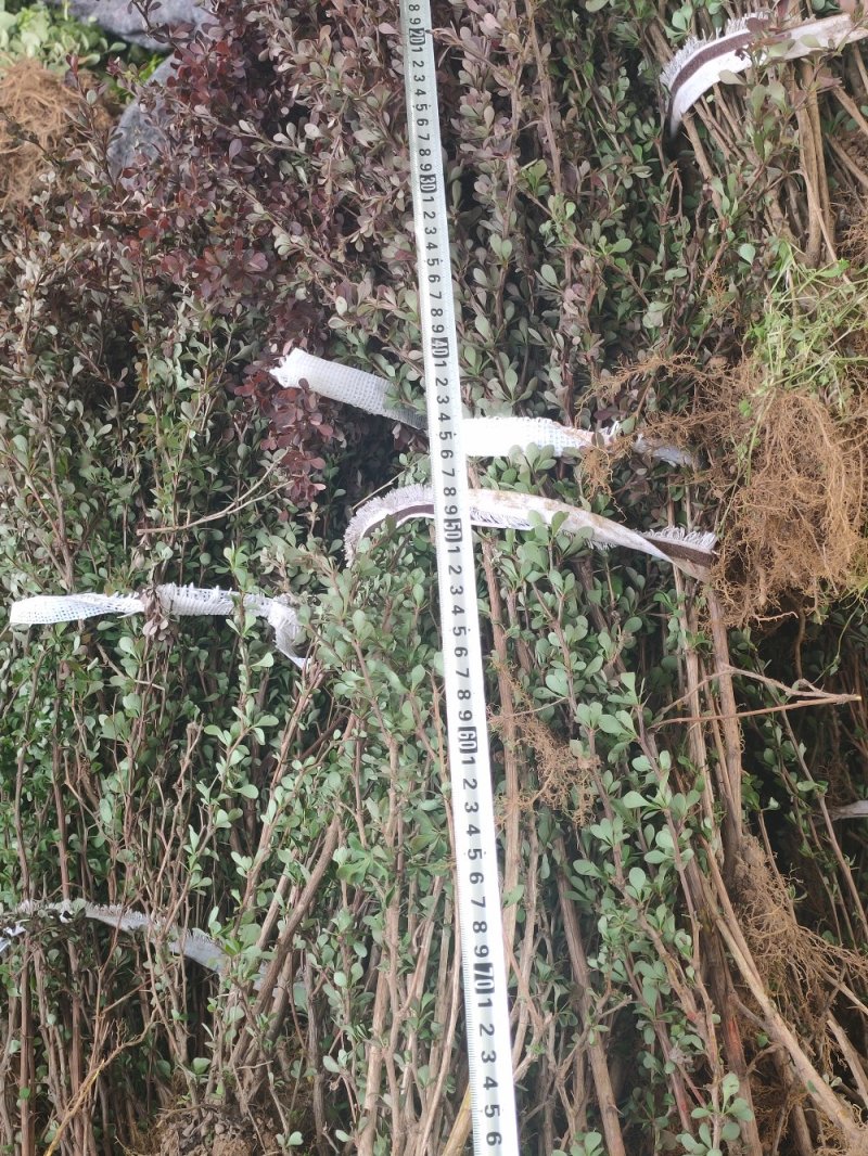 金叶女贞金叶女贞苗高40-60绿篱用