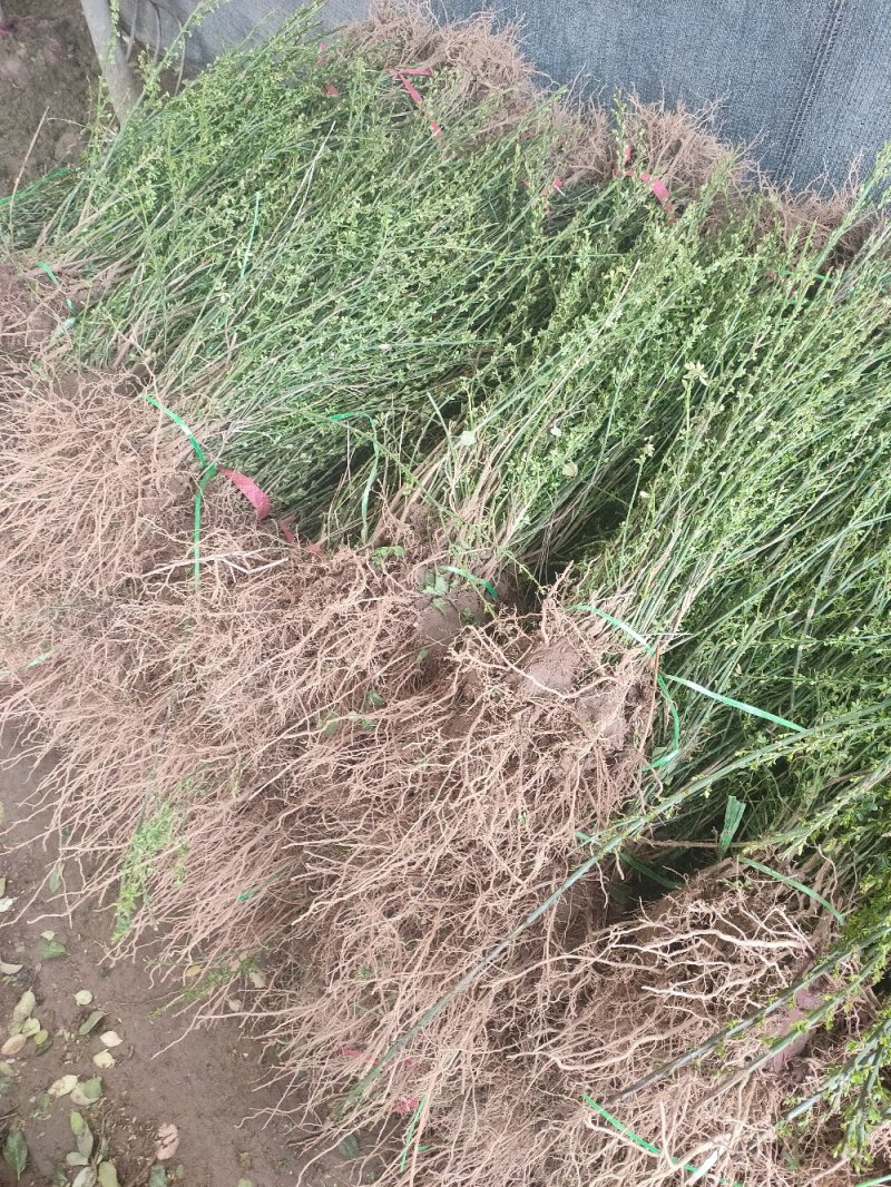 金叶女贞金叶女贞苗高40-60绿篱用