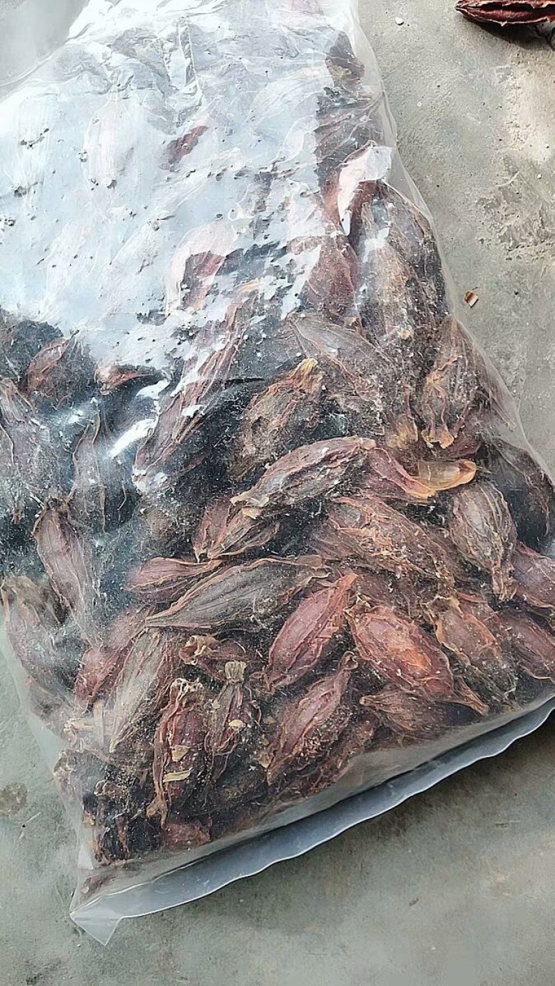 黄栀子栀子干栀子果初级农产品