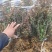 红叶小蘗红叶小檗苗绿篱用，绿化用有刺