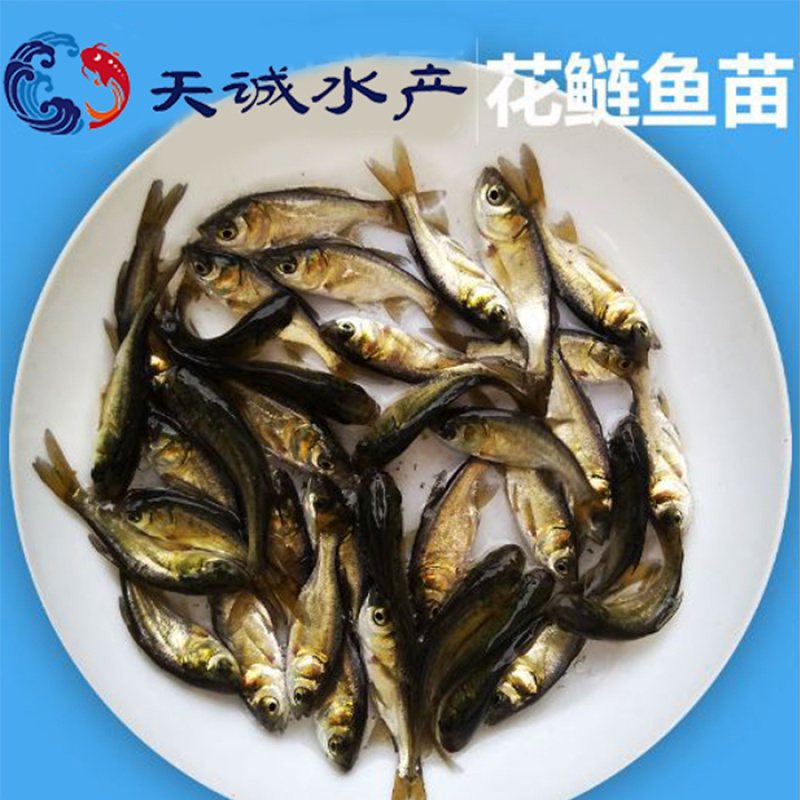 广东优质大头鱼苗花鲢苗鳙鱼苗胖头鱼苗顺丰快递包邮