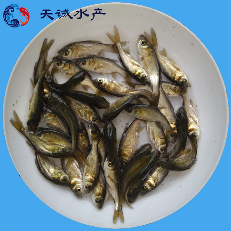 广东优质大头鱼苗花鲢苗鳙鱼苗胖头鱼苗顺丰快递包邮