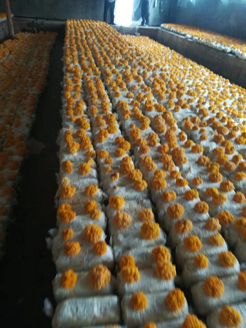 金耳菌种新鲜金耳长期供应