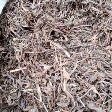 蒲公英，公英根，公英，大量现货再售可商议价