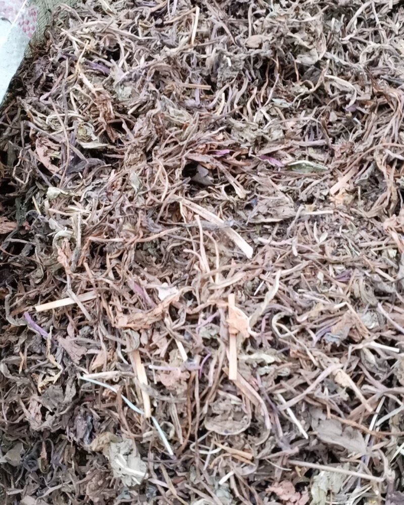 蒲公英，公英根，公英，大量现货再售可商议价