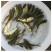 花白鲢鱼苗鳙鱼苗大头鱼苗+供应水花