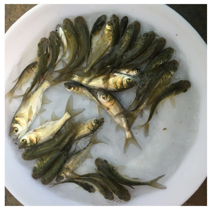 花白鲢鱼苗鳙鱼苗大头鱼苗+供应水花