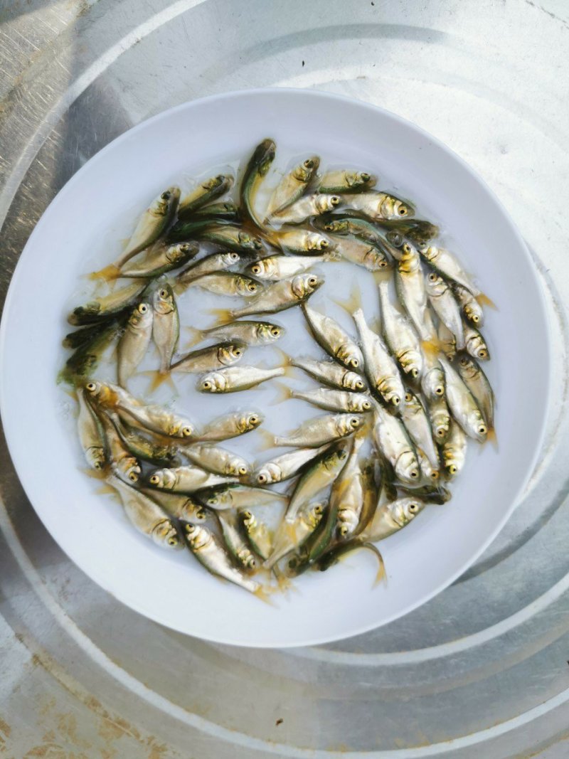 花白鲢鱼苗鳙鱼苗大头鱼苗+供应水花
