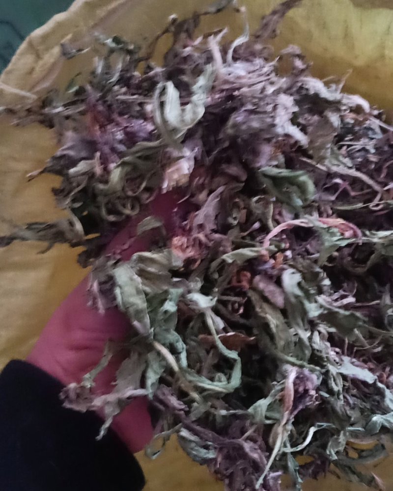 蒲公英，公英根，公英，大量现货再售可商议价