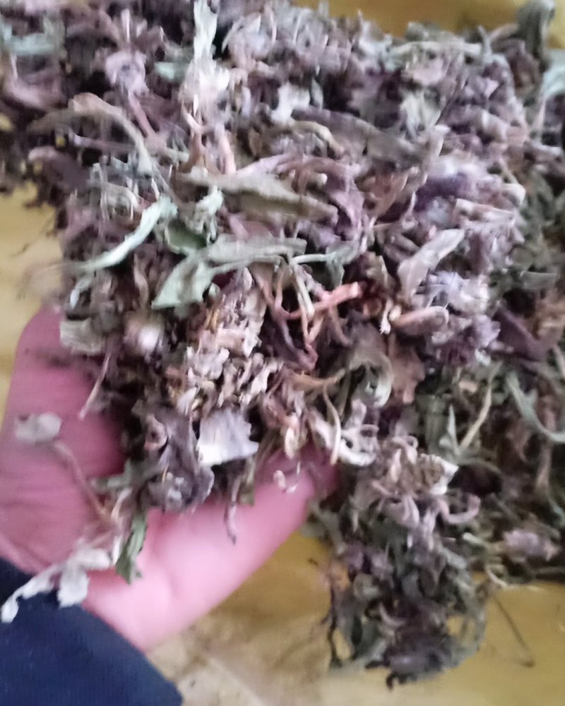 蒲公英，公英根，公英，大量现货再售可商议价