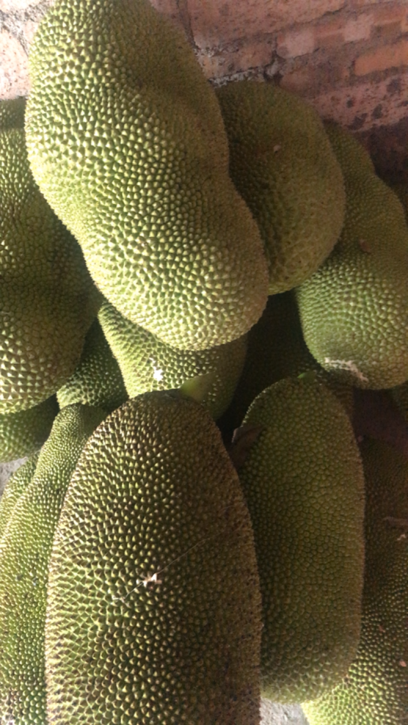菠萝蜜