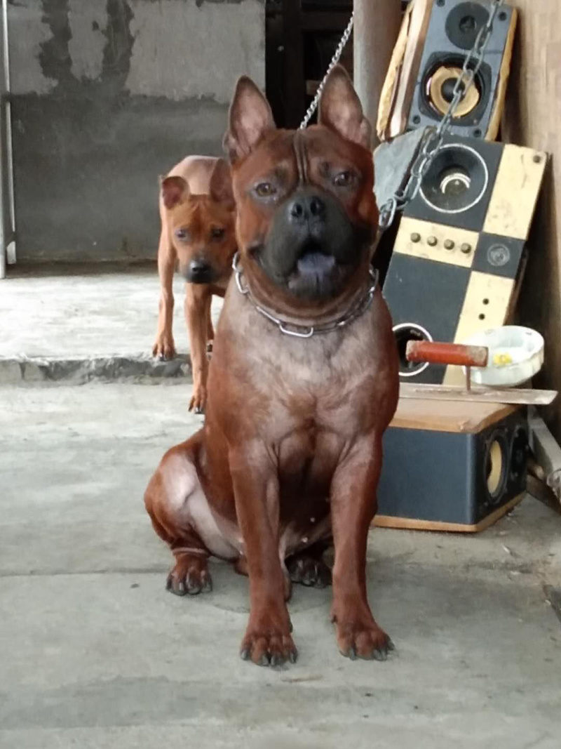 重庆地区长期繁殖川东杜高马犬黑狼比特下司繁殖基地