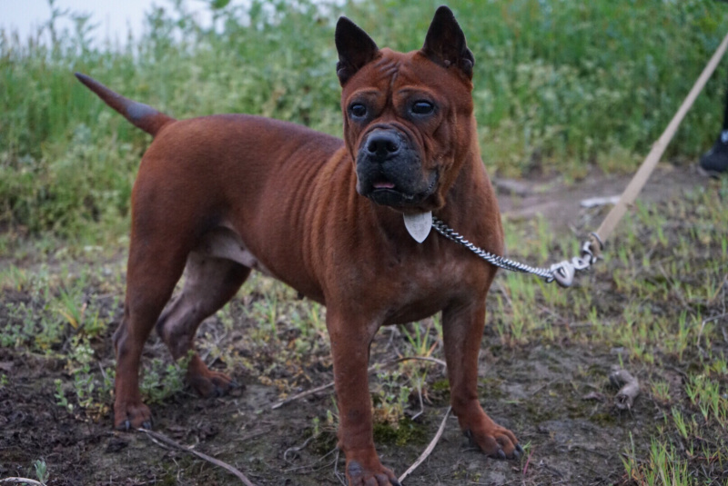 重庆地区长期繁殖川东杜高马犬黑狼比特下司繁殖基地