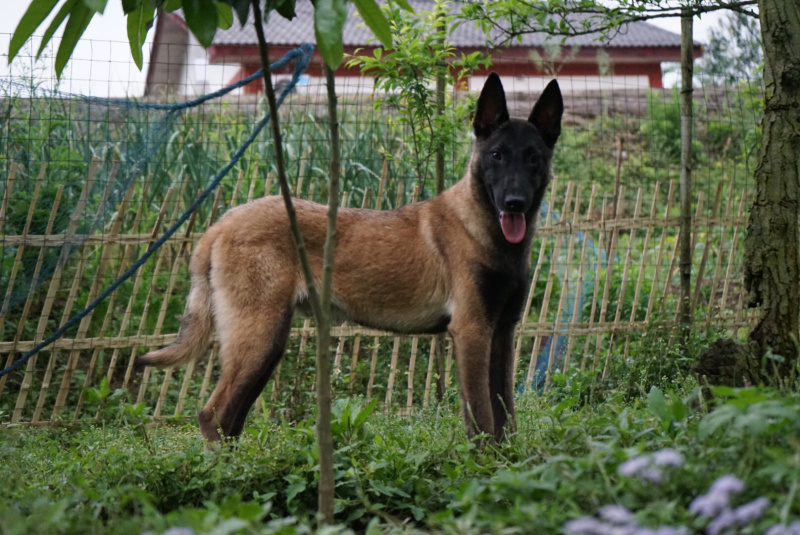 重庆地区长期繁殖川东杜高马犬黑狼比特下司繁殖基地
