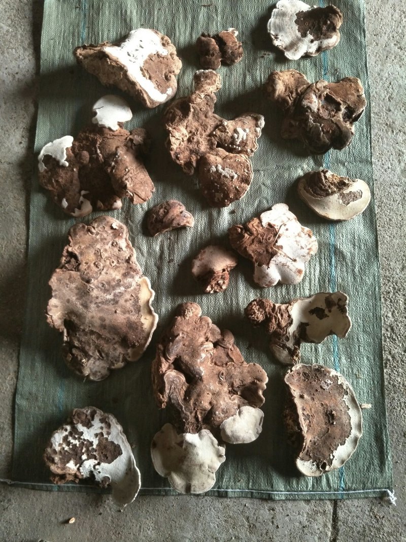 在自然森山里现采的野生树舌灵芝二等
