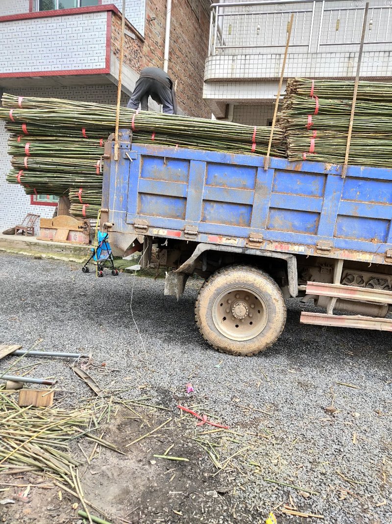 大量出售质量好价格便宜的菜架竹子