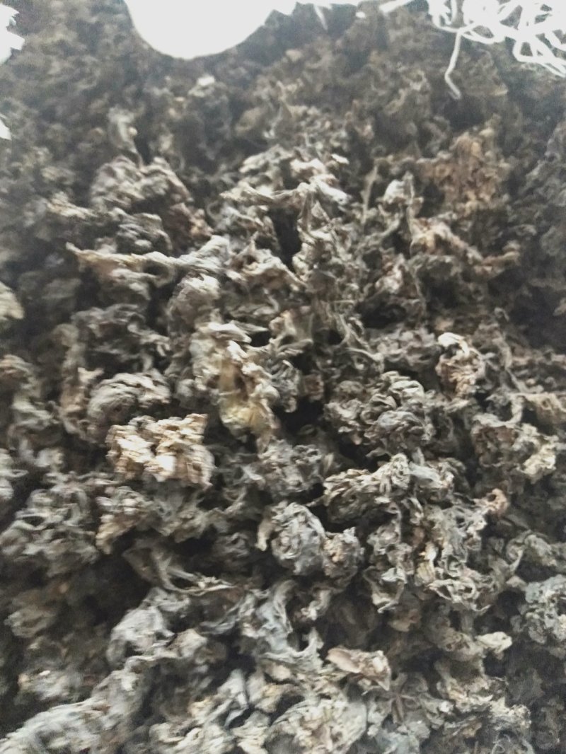 生长在大山里的天然地皮菜靓货经过手工捡干净长年有货