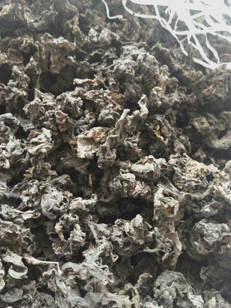 生长在大山里的天然地皮菜靓货经过手工捡干净长年有货