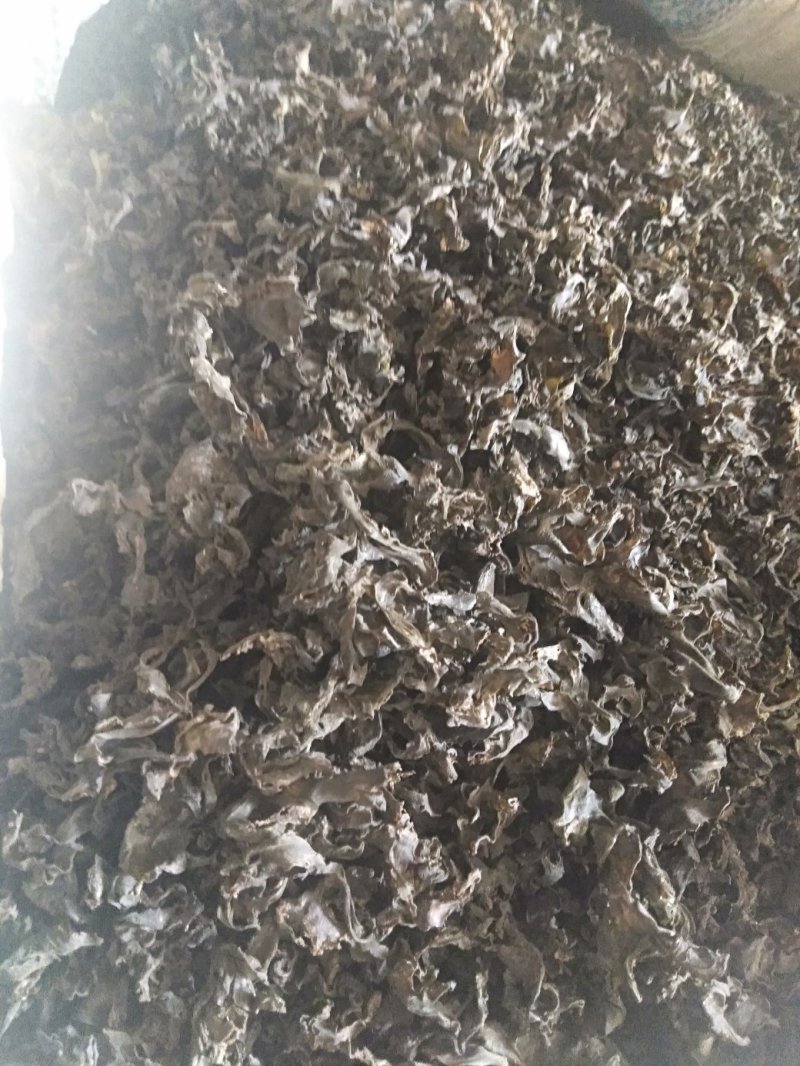 生长在大山里的天然地皮菜靓货经过手工捡干净长年有货