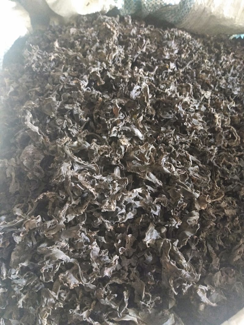 生长在大山里的天然地皮菜靓货经过手工捡干净长年有货