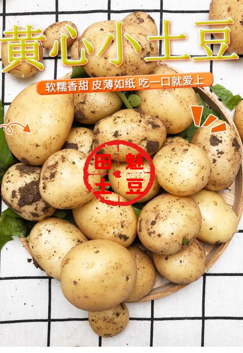 神农架油炸炕迷你小洋芋小土豆专用各种迷你土豆全年大量供应