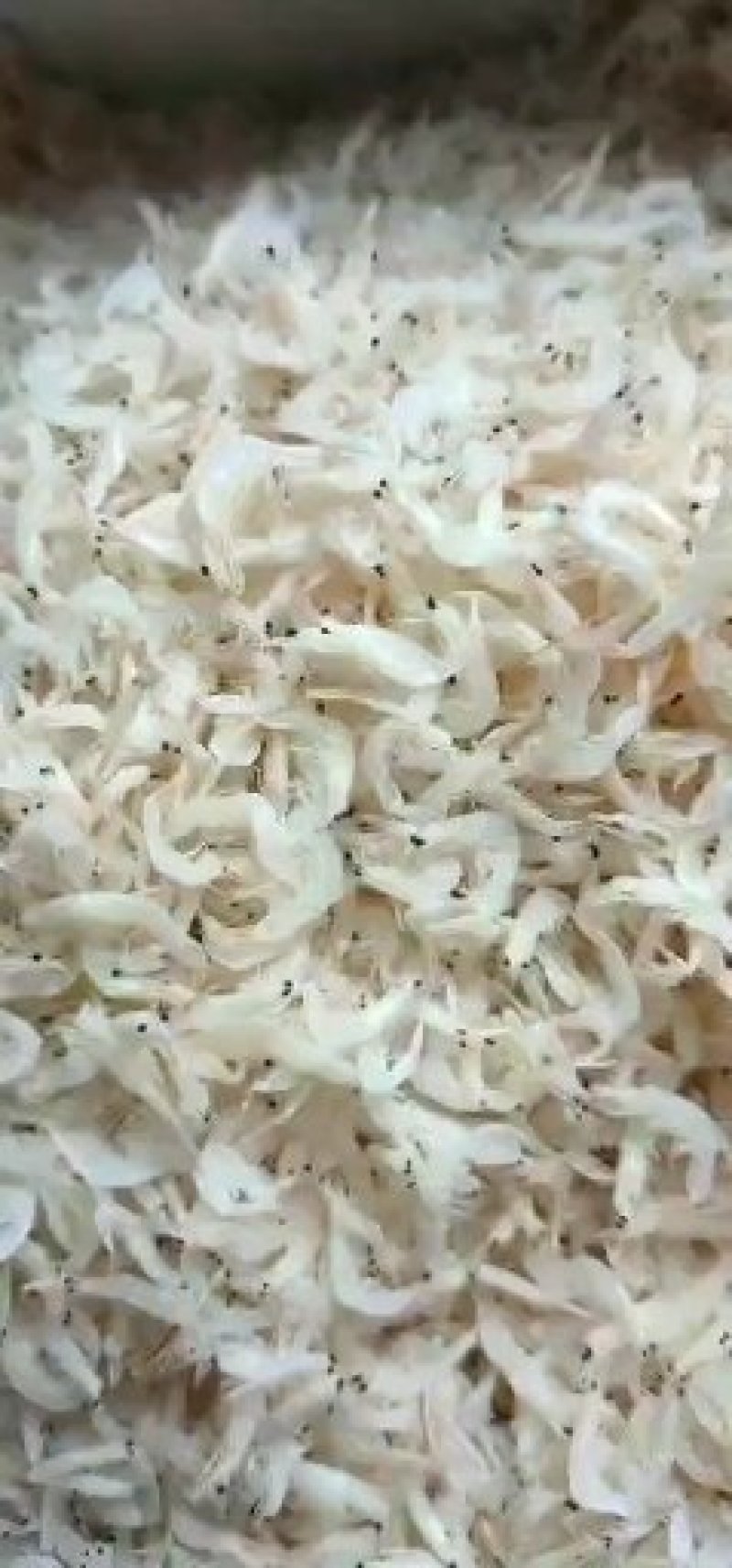 无盐虾皮，补钙神器，大量有货，批发价不包邮
