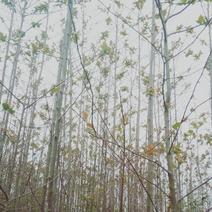 喜树九江市柴桑区清风园林常年供应各种规格苗木