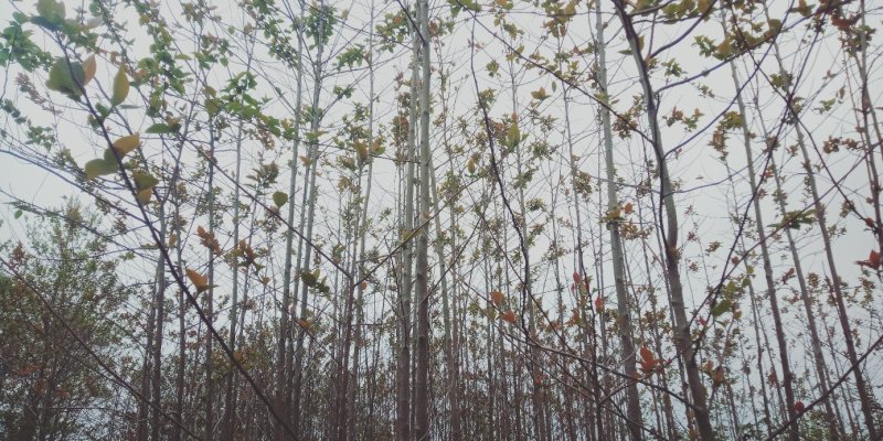 喜树九江市柴桑区清风园林常年供应各种规格苗木