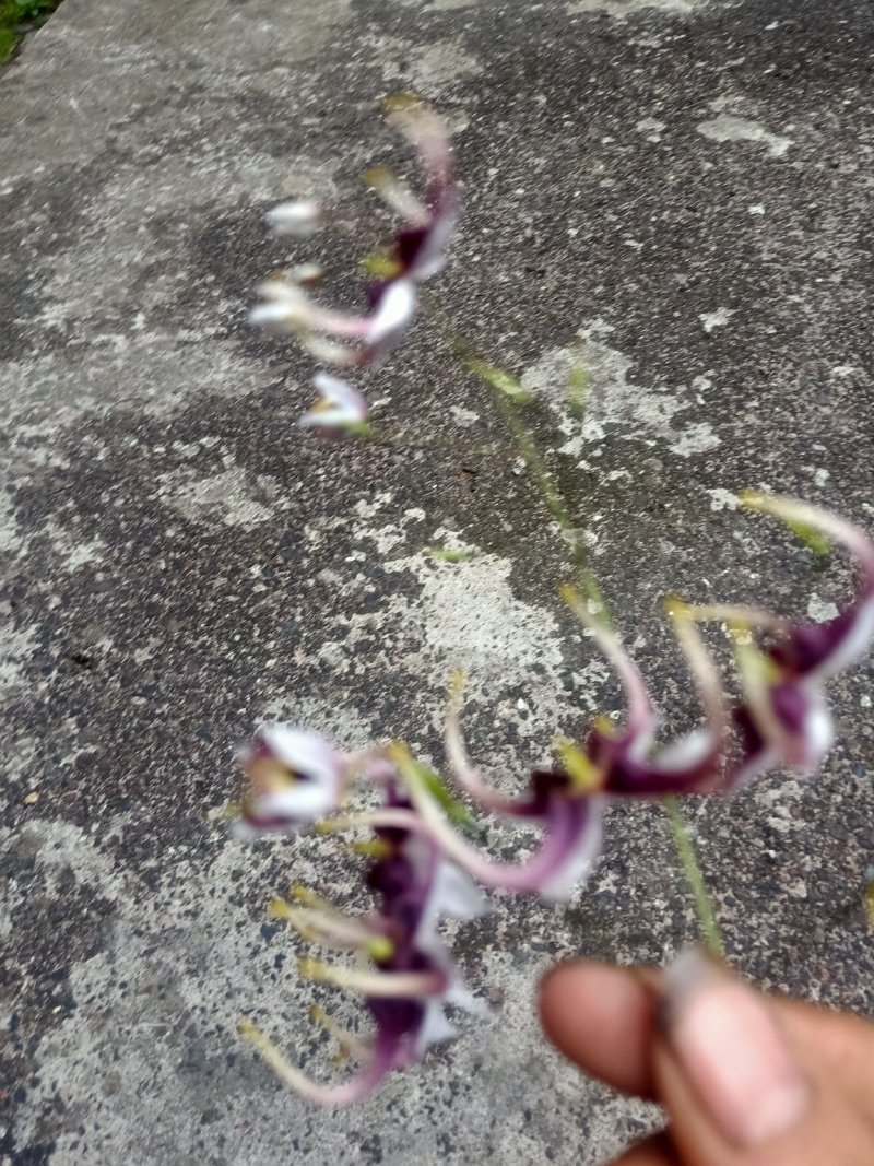 纯野生淫洋藿，干货，鲜货供应