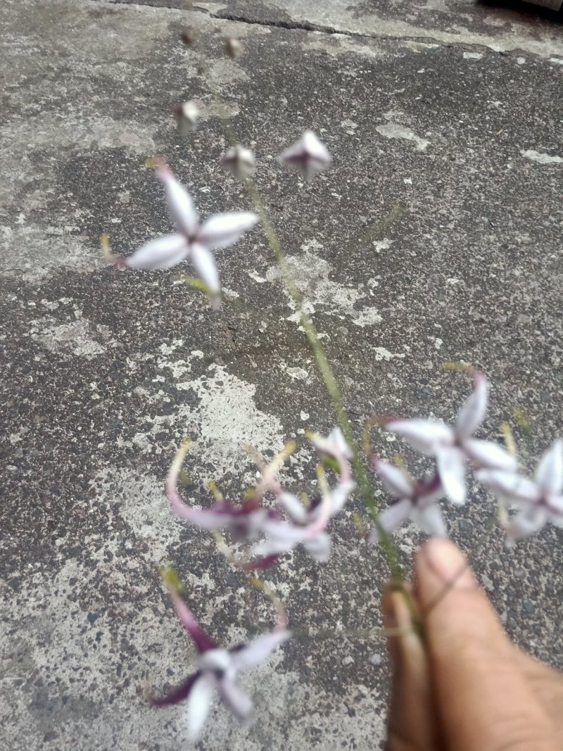 纯野生淫洋藿，干货，鲜货供应