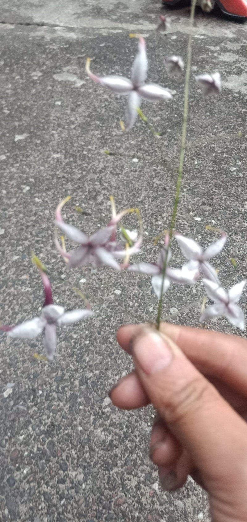 纯野生淫洋藿，干货，鲜货供应