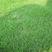 高羊茅种子狗牙根黑麦草护坡四季青草坪种子发芽率98%