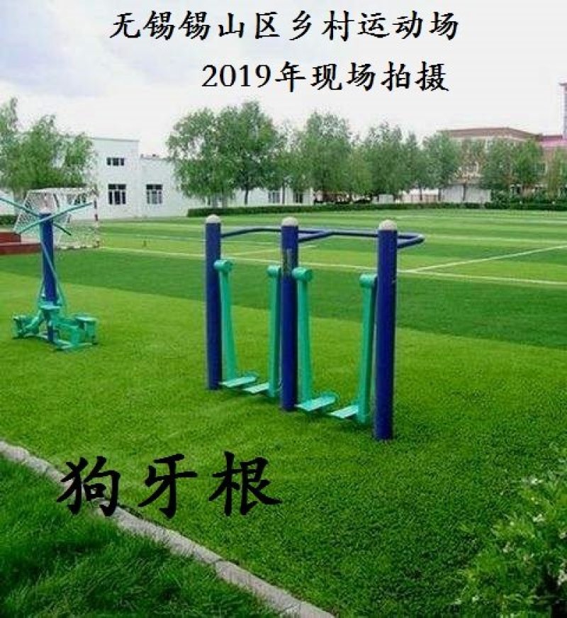 高羊茅种子狗牙根黑麦草护坡四季青草坪种子发芽率98%