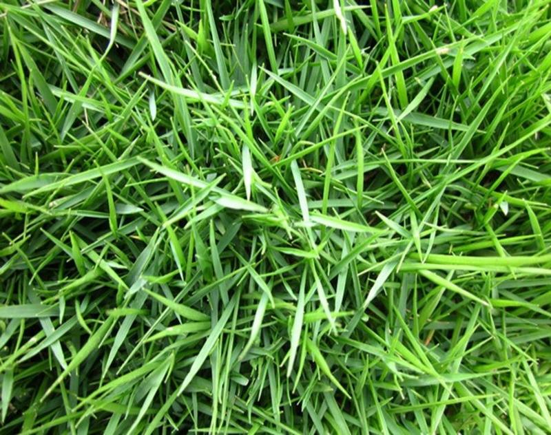 高羊茅种子狗牙根黑麦草护坡四季青草坪种子发芽率98%