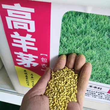 高羊茅种子护坡四季青草坪种子发芽率98%四季常青草籽草种