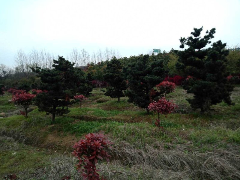五针松湿地松罗汉松九江市柴桑区清风园