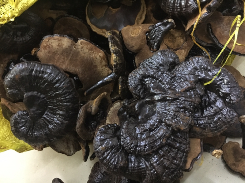 幸润堂黑灵芝(各规格有货)