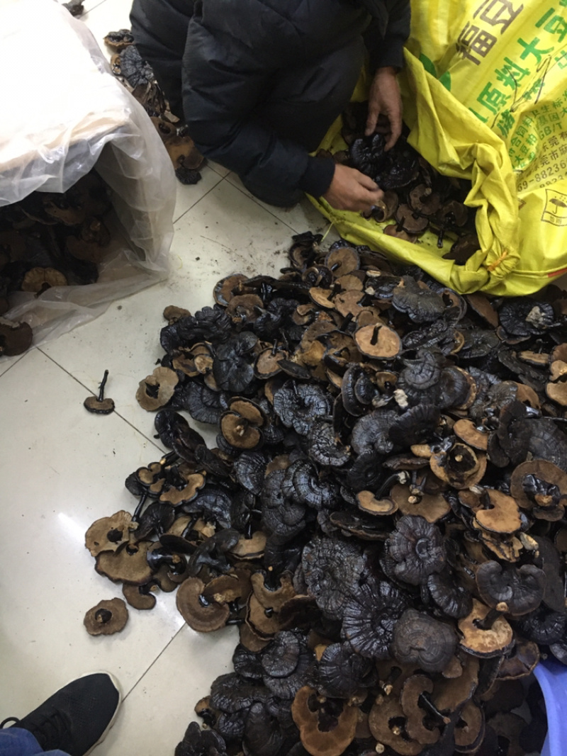 幸润堂黑灵芝(各规格有货)