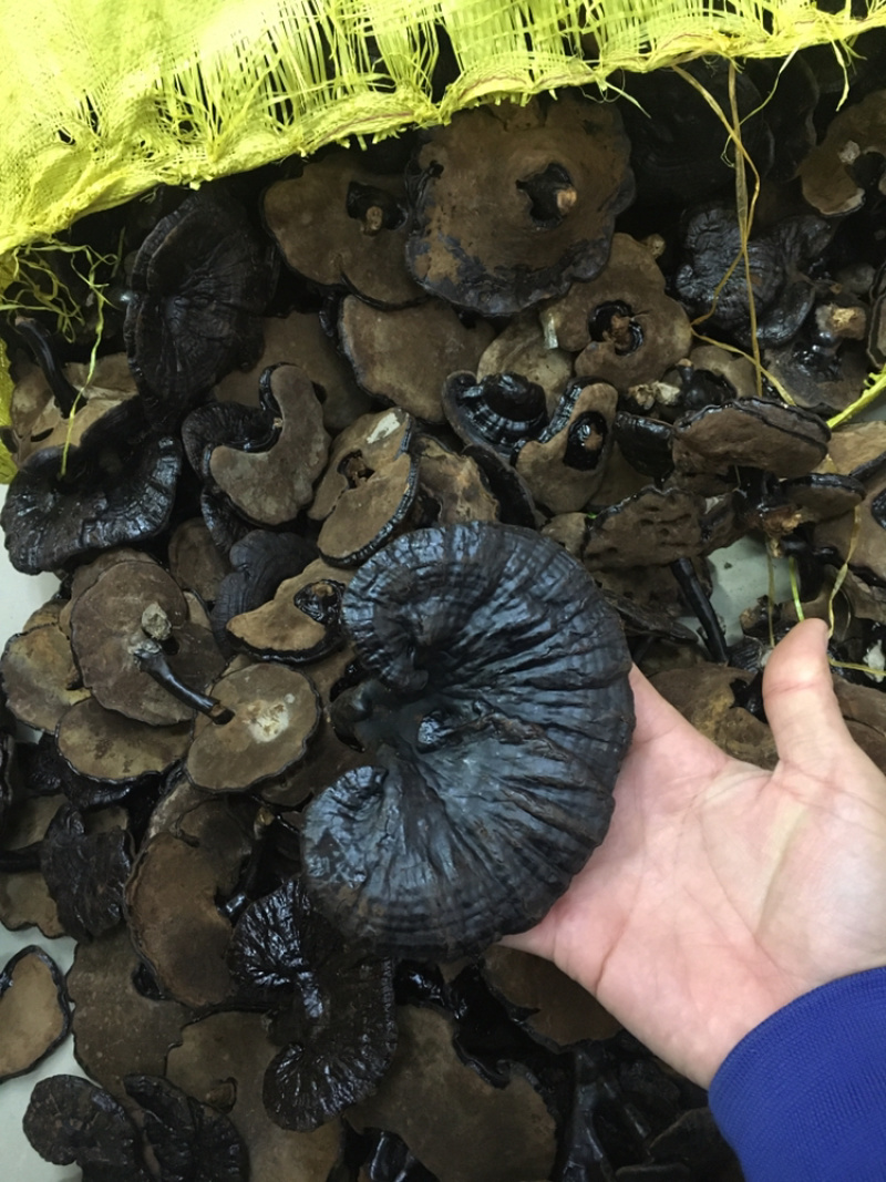 幸润堂黑灵芝(各规格有货)