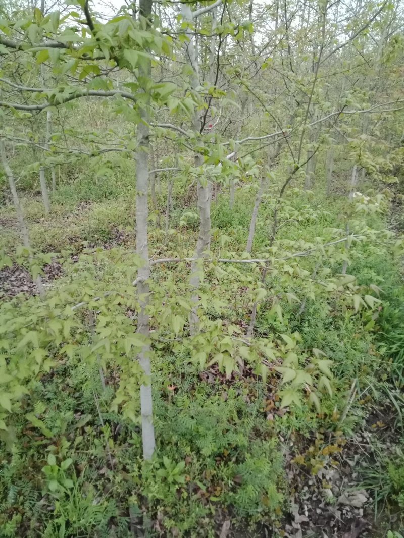 枫香