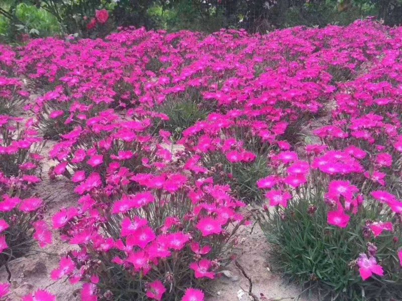 欧石竹双色盆小盆欧石竹白色，红色规格齐全800亩大量出售