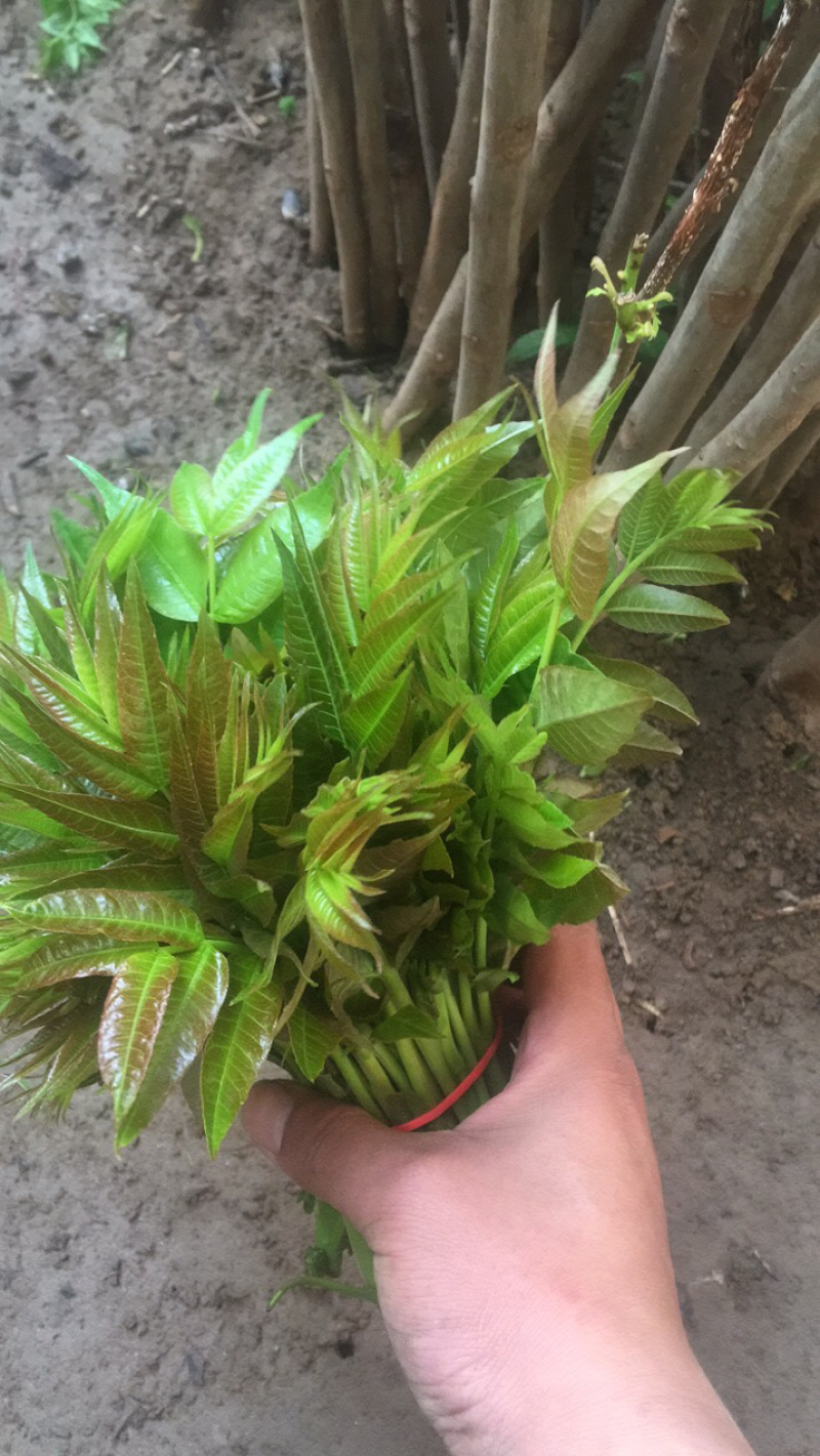 大棚的香椿芽后半年12月上市