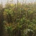 大棚的香椿芽后半年12月上市